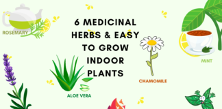 Medicinal herbs and easy to grow indoor plants
